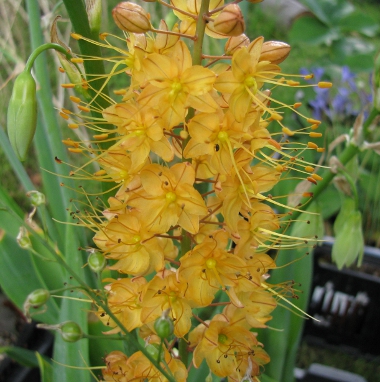 Eremurus Pinokkio